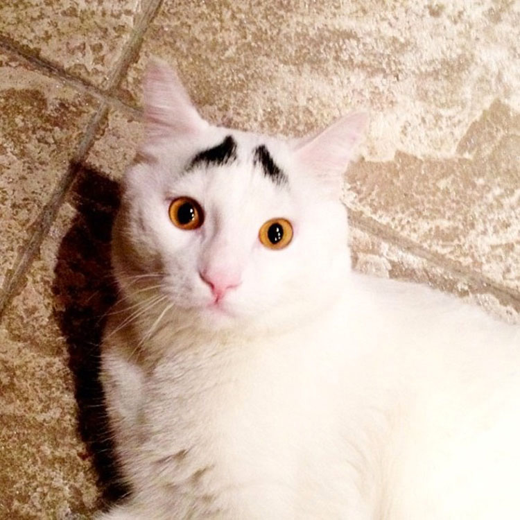 Este es Sam, el Gato con cejas que siempre parece preocupado y que vuelve LOCO a todo el mundo