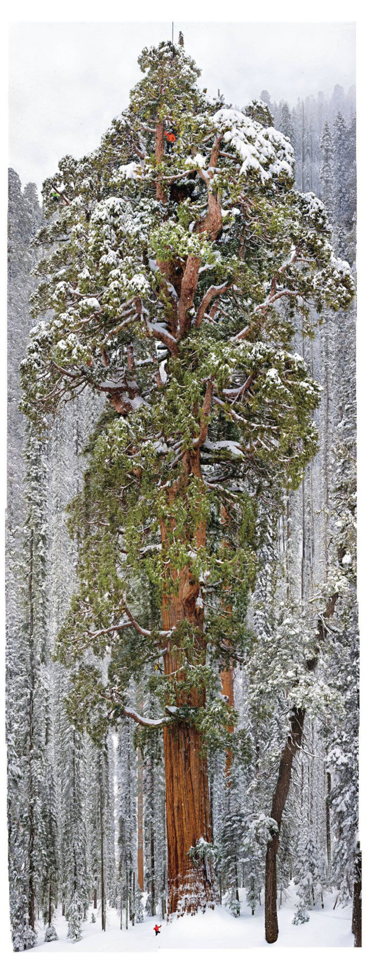 Este árbol de 3.200 años es tan grande que nunca había sido fotografiado en una sola imagen. HASTA AHORA 1