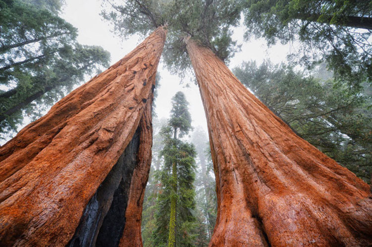 Este árbol de 3.200 años es tan grande que nunca había sido fotografiado en una sola imagen. HASTA AHORA 2