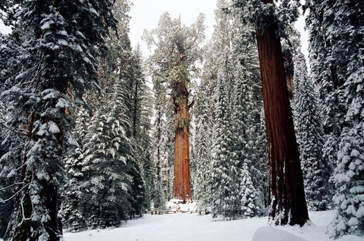 Este árbol de 3.200 años es tan grande que nunca había sido fotografiado en una sola imagen. HASTA AHORA 3