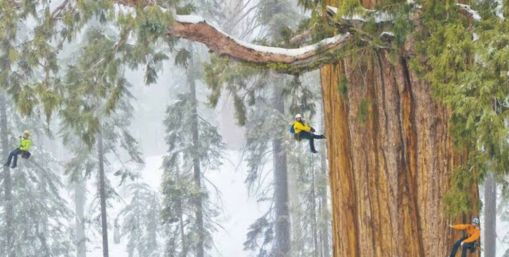 Este árbol de 3.200 años es tan grande que nunca había sido fotografiado en una sola imagen. HASTA AHORA