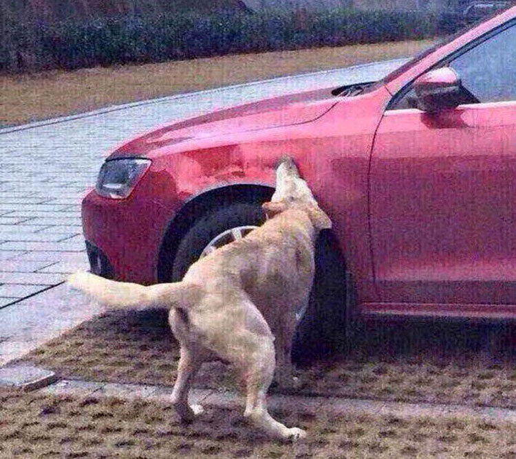 Perro enfadado consigue vengarse de un conductor que le había dado una patada 4