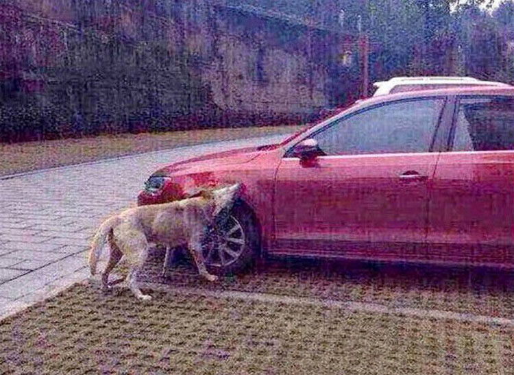Perro enfadado consigue vengarse de un conductor que le había dado una patada 1