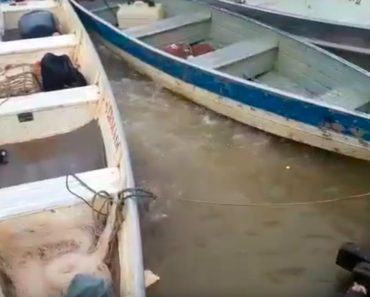 Este vídeo demuestra que las pirañas son MUCHO peores de lo que se pensaba 1 Este vídeo demuestra que las pirañas son MUCHO peores de lo que se pensaba 1