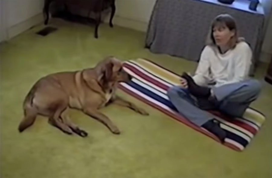 Esta señora intenta hacer una postura de yoga complicada frente a su perro. La respuesta del perro es hilarante