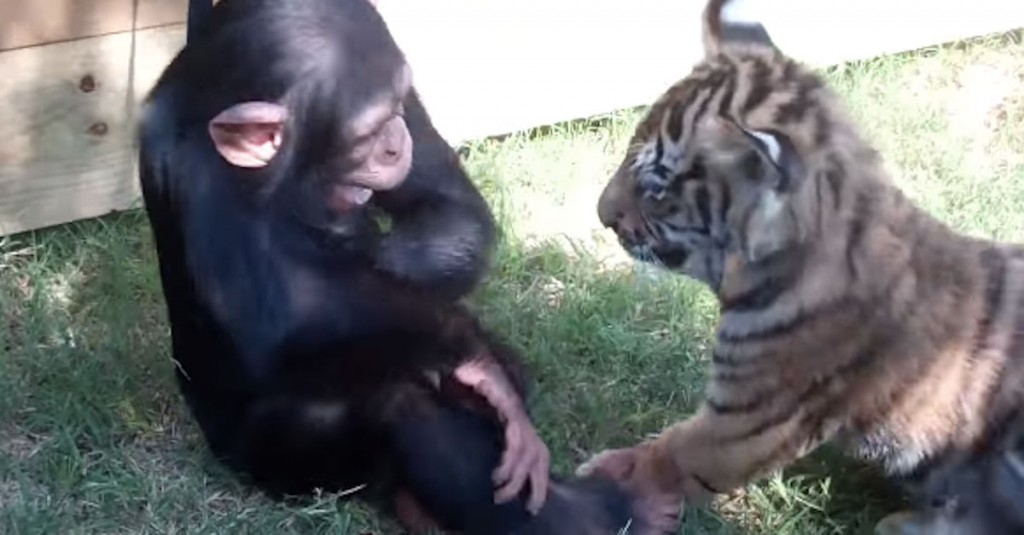 Introducen tres bebés de chimpancé, lobo y tigre. ¿Y qué ocurre? ¡TE DERRETIRÁS!