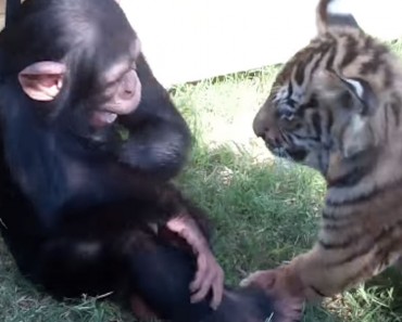 Introducen tres bebés de chimpancé, lobo y tigre. ¿Y qué ocurre? ¡TE DERRETIRÁS!