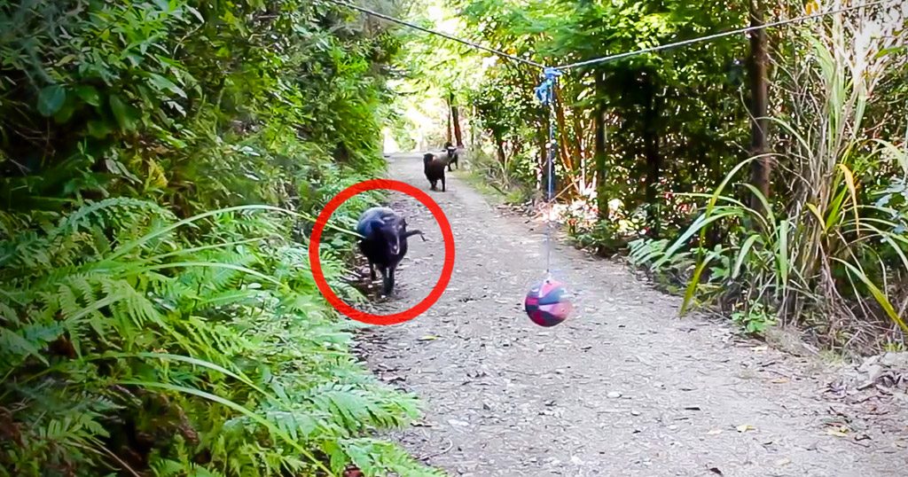 Este carnero camina por un sendero cuando ve esta pelota. Lo que sucede después es tan HILARANTE