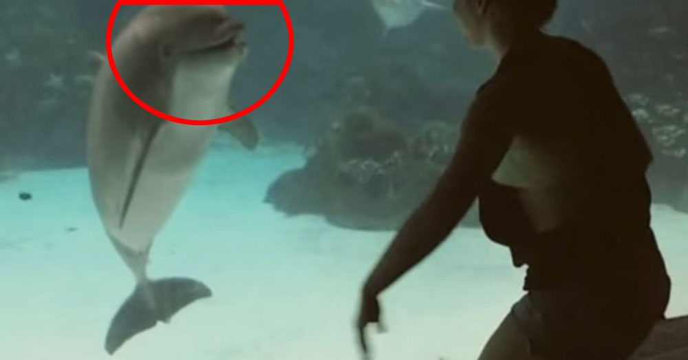 Ella ha descubierto una manera única de comunicarse con los delfines... ¡Y LES ENCANTA!