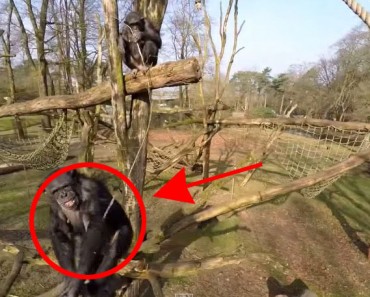 INCREÍBLE video en el que un chimpancé derriba un drone que le molestaba con un palo