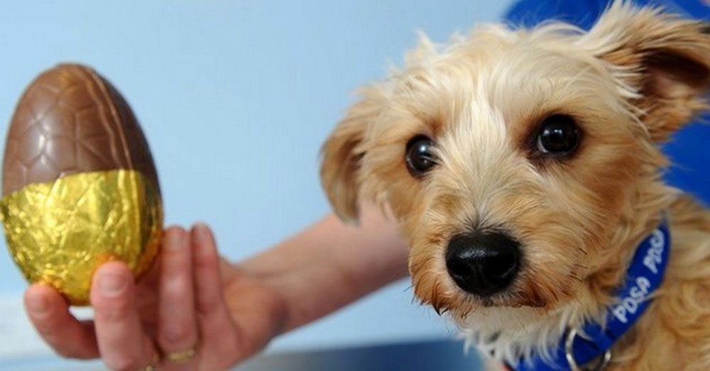 12 alimentos que tu perro nunca debería tomar. El #10 es especialmente peligroso 13 12 alimentos que tu perro nunca debería tomar. El #10 es especialmente peligroso 1