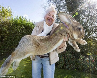 Predicen que el hijo del conejo más grande del mundo será aún MÁS GRANDE que su padre 1