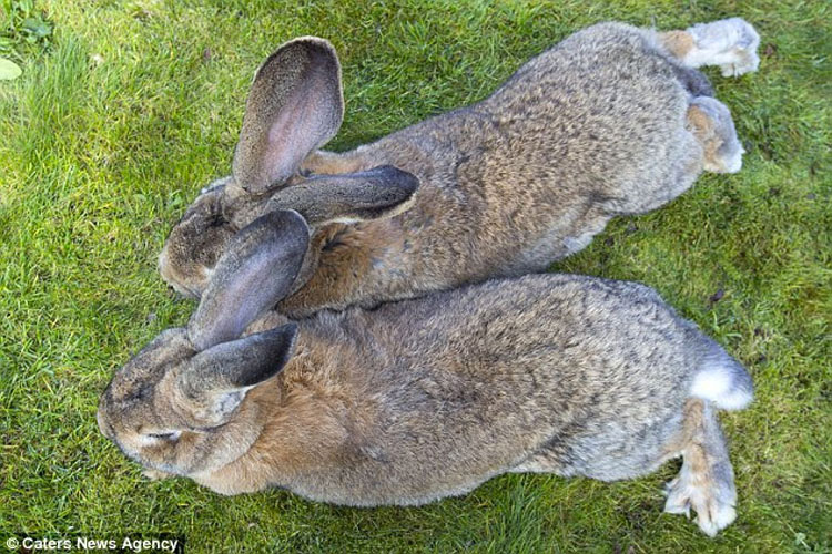 Predicen que el hijo del conejo más grande del mundo será aún MÁS GRANDE que su padre 2