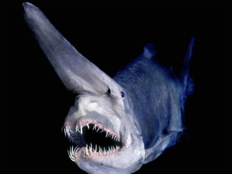 7 de las más aterradoramente extrañas criaturas del océano