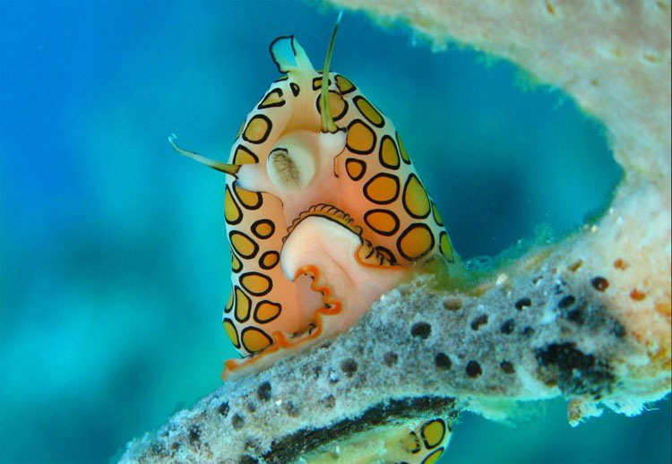 7 de las más aterradoramente extrañas criaturas del océano