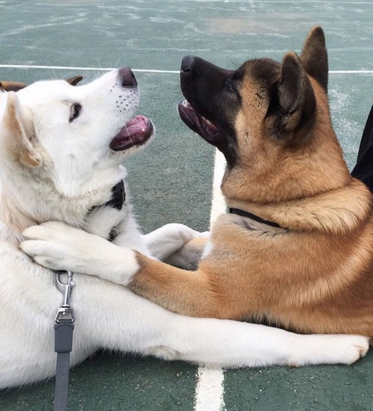 22 fotos ADORABLES de perros que demuestran que dos es mejor que uno