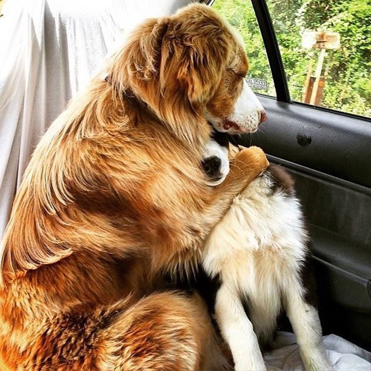 22 fotos ADORABLES de perros que demuestran que dos es mejor que uno