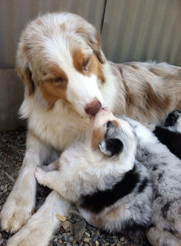 22 fotos ADORABLES de perros que demuestran que dos es mejor que uno