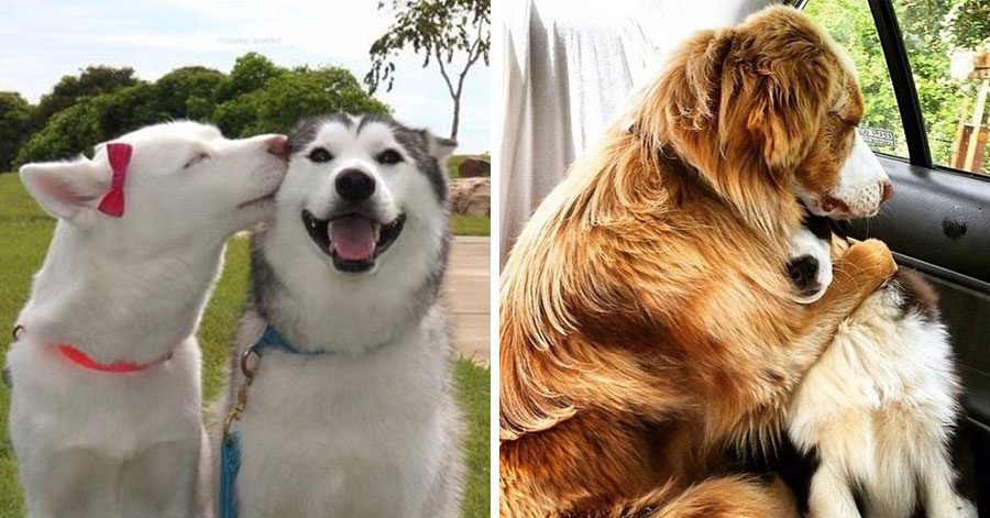 22 fotos ADORABLES de perros que demuestran que dos es mejor que uno