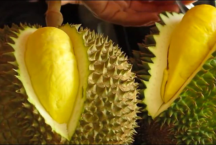 Durián (o durión), la fruta MÁS APESTOSA del mundo