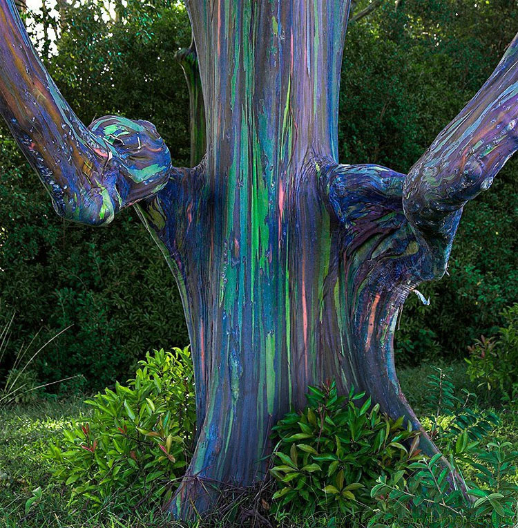 Estos árboles parecen pintados a mano, pero este tipo de belleza SÓLO aparece en la Naturaleza