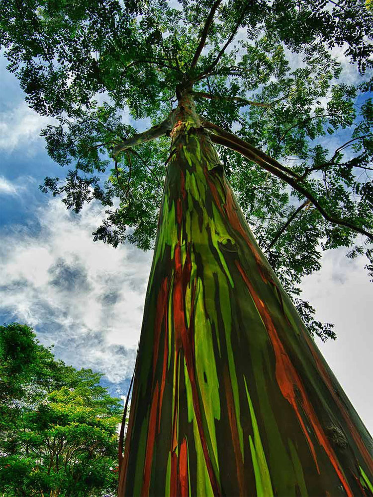 Estos árboles parecen pintados a mano, pero este tipo de belleza SÓLO aparece en la Naturaleza