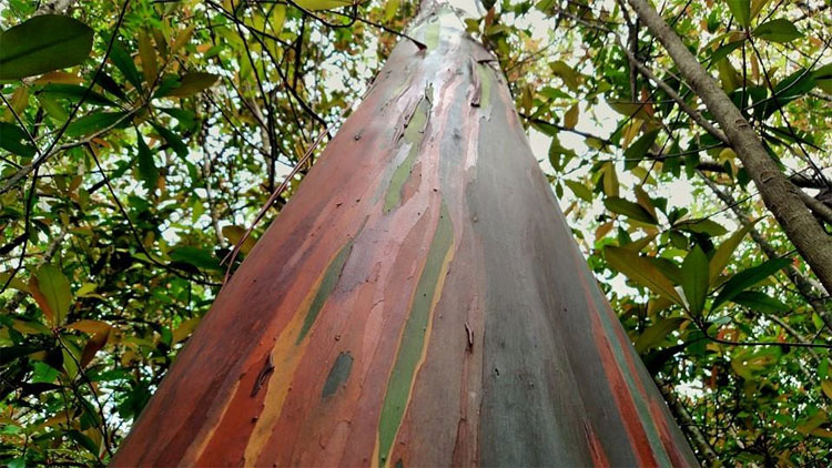 Estos árboles parecen pintados a mano, pero este tipo de belleza SÓLO aparece en la Naturaleza