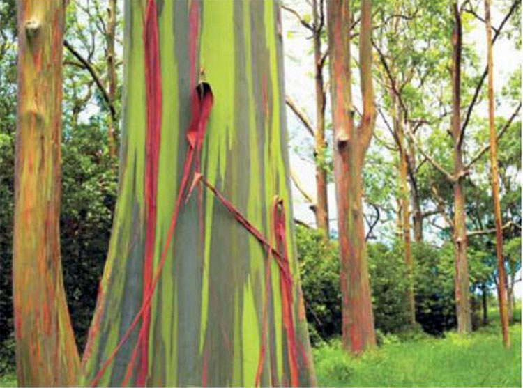 Estos árboles parecen pintados a mano, pero este tipo de belleza SÓLO aparece en la Naturaleza