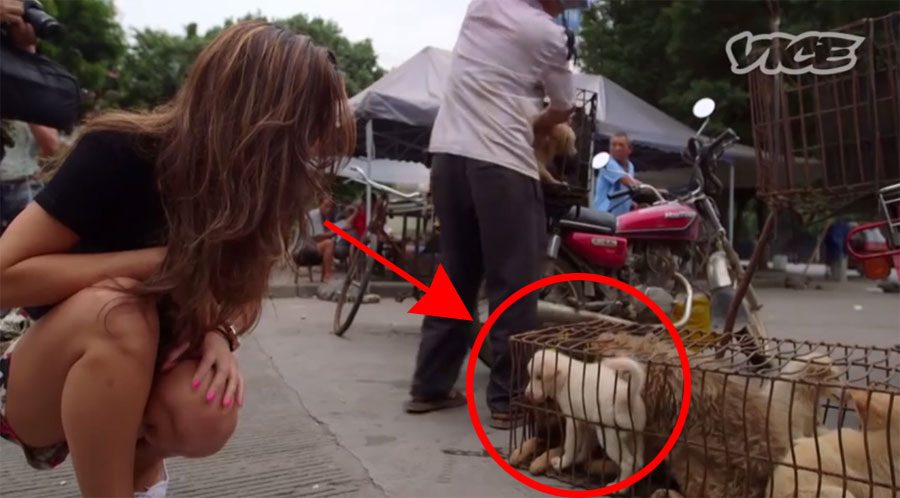 ESTO TIENE QUE ACABAR. El terrible festival de carne de perro de Yulin