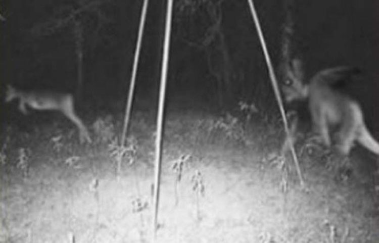 Lo que 14 cazadores filmaron con sus cámaras le dará PESADILLAS