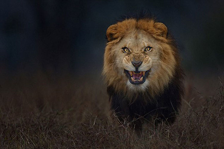 Esta foto de un león furioso fue tomada justo antes de que ATACARA al fotógrafo
