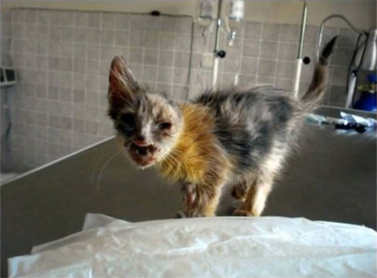 Gatita DEJADA MORIR en las calles sufre una transformación impresionante, gracias al cuidado de una niña