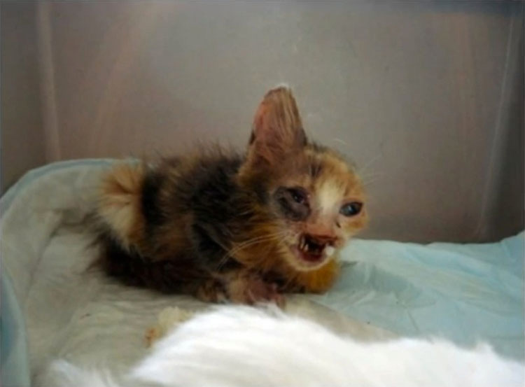 Gatita DEJADA MORIR en las calles sufre una transformación impresionante, gracias al cuidado de una niña