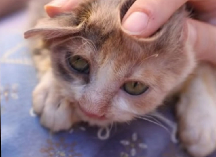 Gatita DEJADA MORIR en las calles sufre una transformación impresionante, gracias al cuidado de una niña