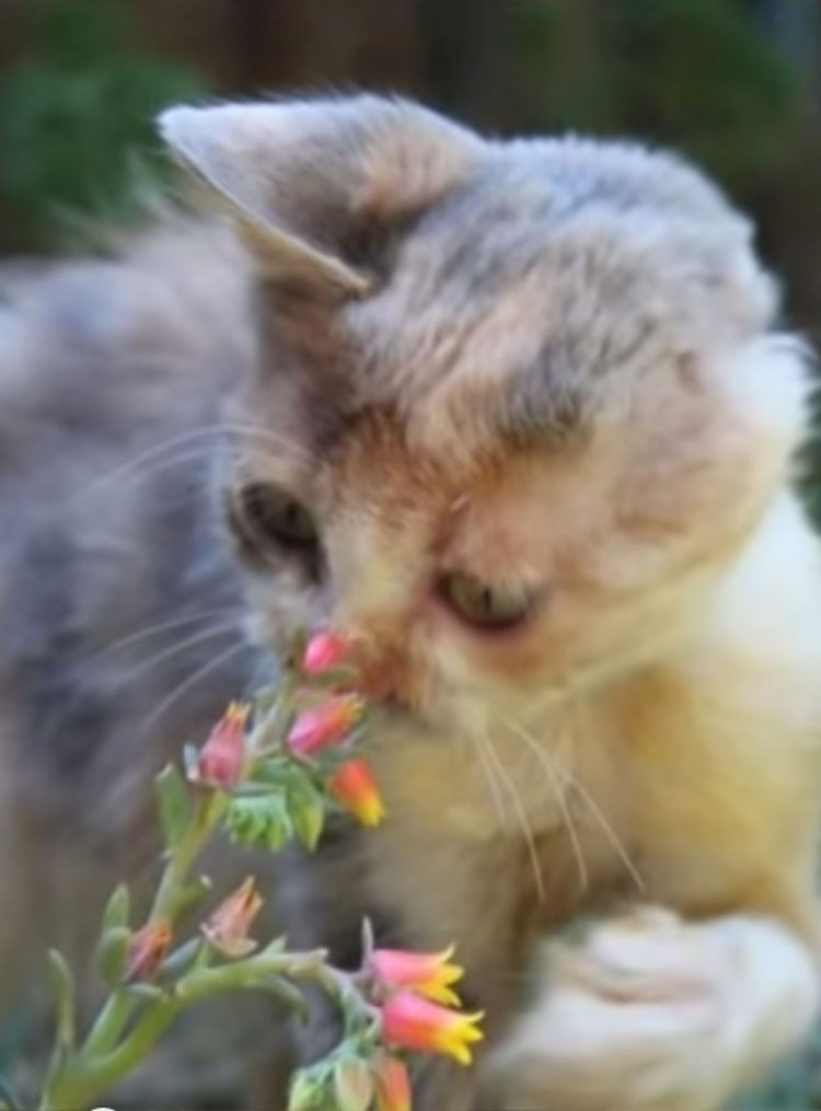 Gatita DEJADA MORIR en las calles sufre una transformación impresionante, gracias al cuidado de una niña