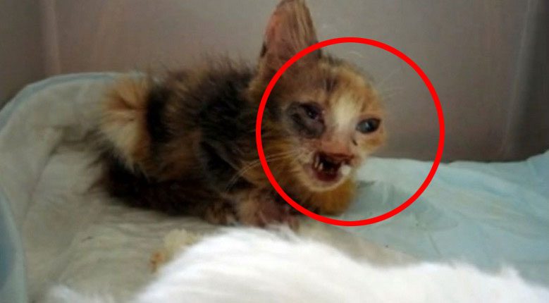 Gatita DEJADA MORIR en las calles sufre una transformación impresionante, gracias al cuidado de una niña 10 Gatita DEJADA MORIR en las calles sufre una transformación impresionante, gracias al cuidado de una niña 1