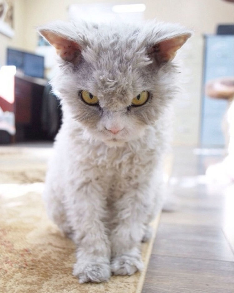 Busca en Instagram todo lo que quieras, no encontrarás un gato más ATERRADOR que Albert