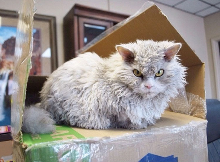 Busca en Instagram todo lo que quieras, no encontrarás un gato más ATERRADOR que Albert