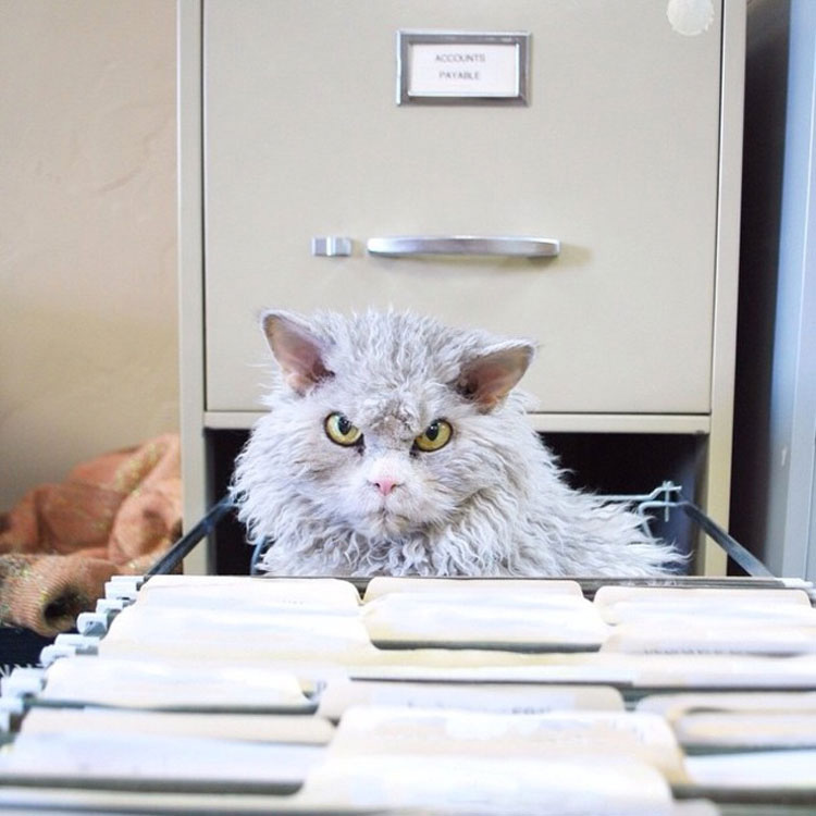 Busca en Instagram todo lo que quieras, no encontrarás un gato más ATERRADOR que Albert