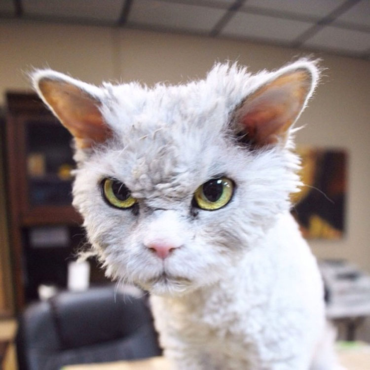 Busca en Instagram todo lo que quieras, no encontrarás un gato más ATERRADOR que Albert