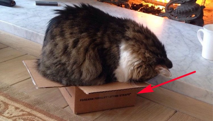 15 gatos que se niegan a aceptar que sus cajas son demasiado PEQUEÑAS 4