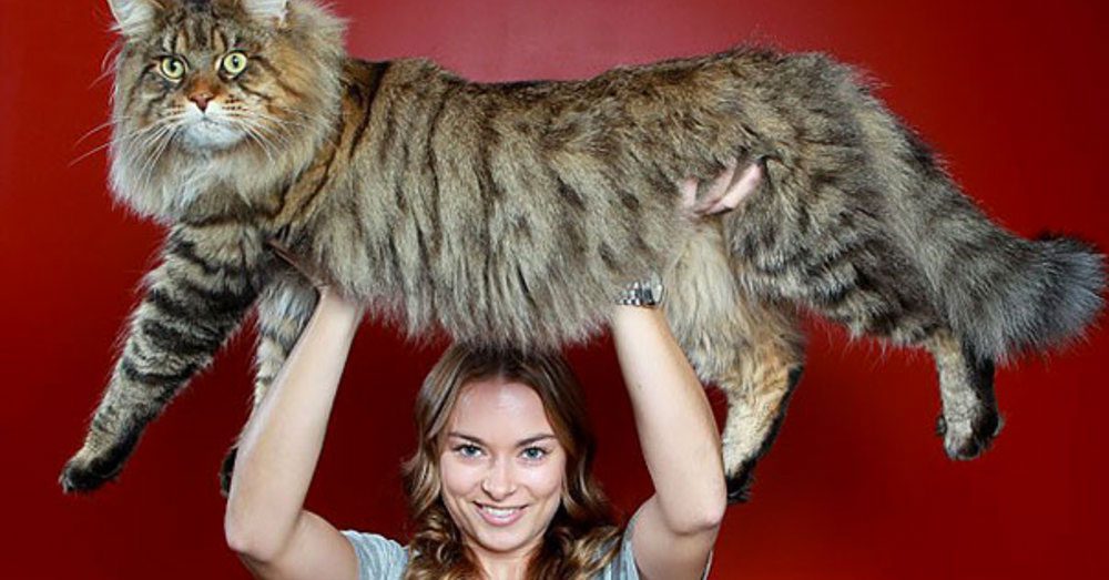 Algunos de los 20 gatos más grandes de la tierra... El #15 debe costar una fortuna alimentarlo