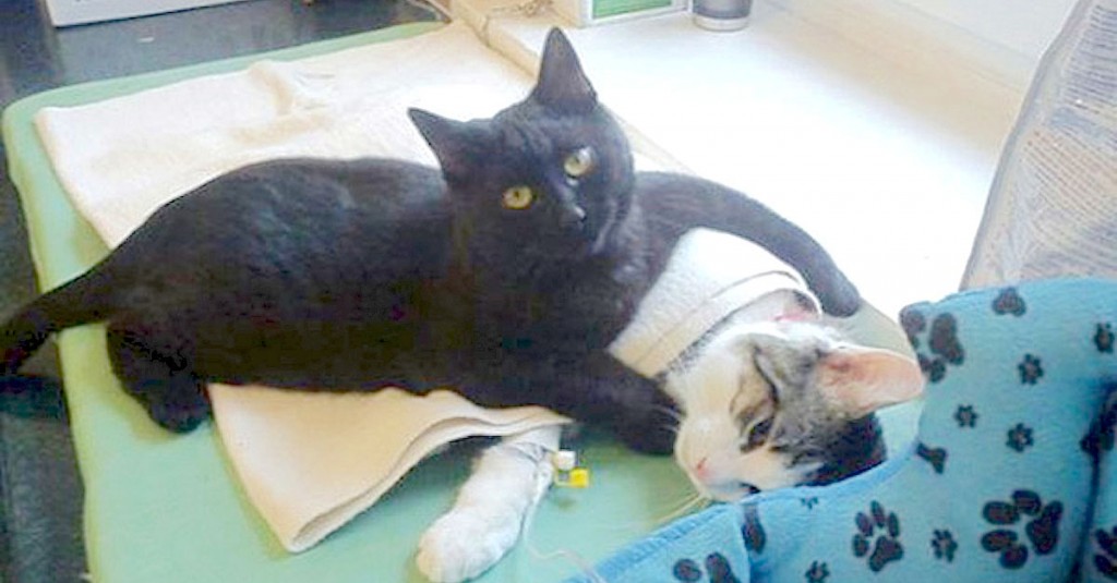 Este increíble gato estuvo a punto de morir, ¡pero conmocionó a todo un hospital cuando hizo ESTO! 1
