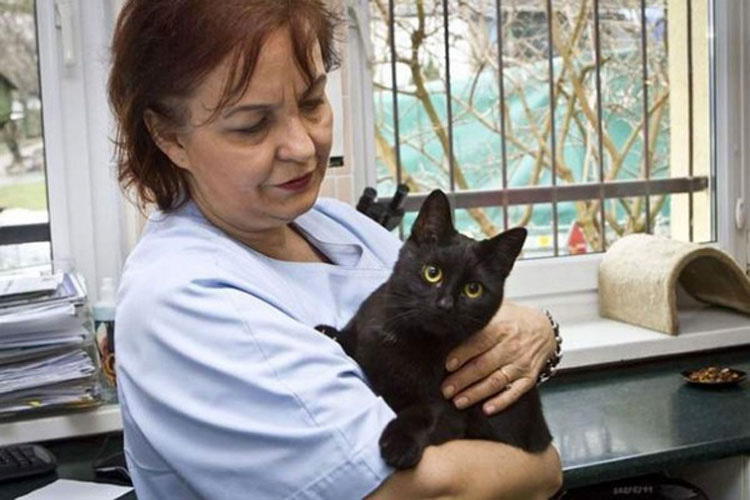 Este increíble gato estuvo a punto de morir, ¡pero conmocionó a todo un hospital cuando hizo ESTO!