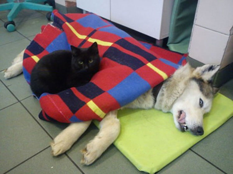 Este increíble gato estuvo a punto de morir, ¡pero conmocionó a todo un hospital cuando hizo ESTO!