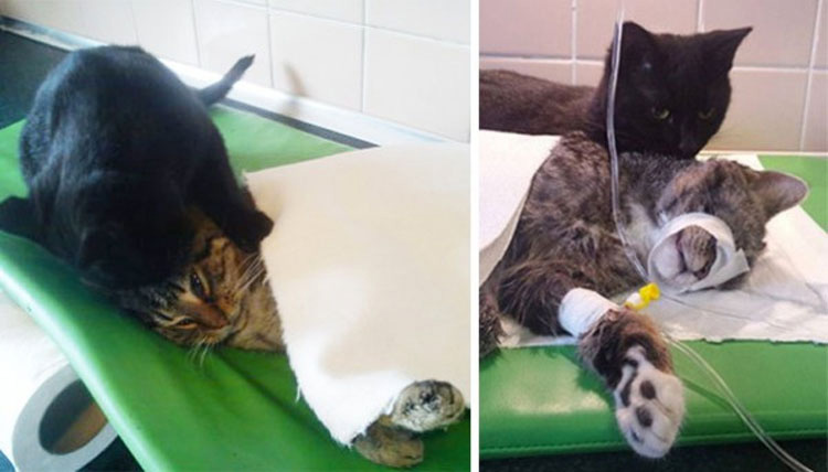 Este increíble gato estuvo a punto de morir, ¡pero conmocionó a todo un hospital cuando hizo ESTO!