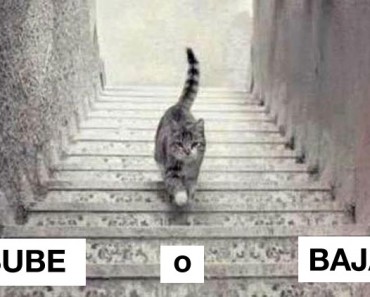 Esta imagen divide a Internet: ¿El gato sube o baja las escaleras?