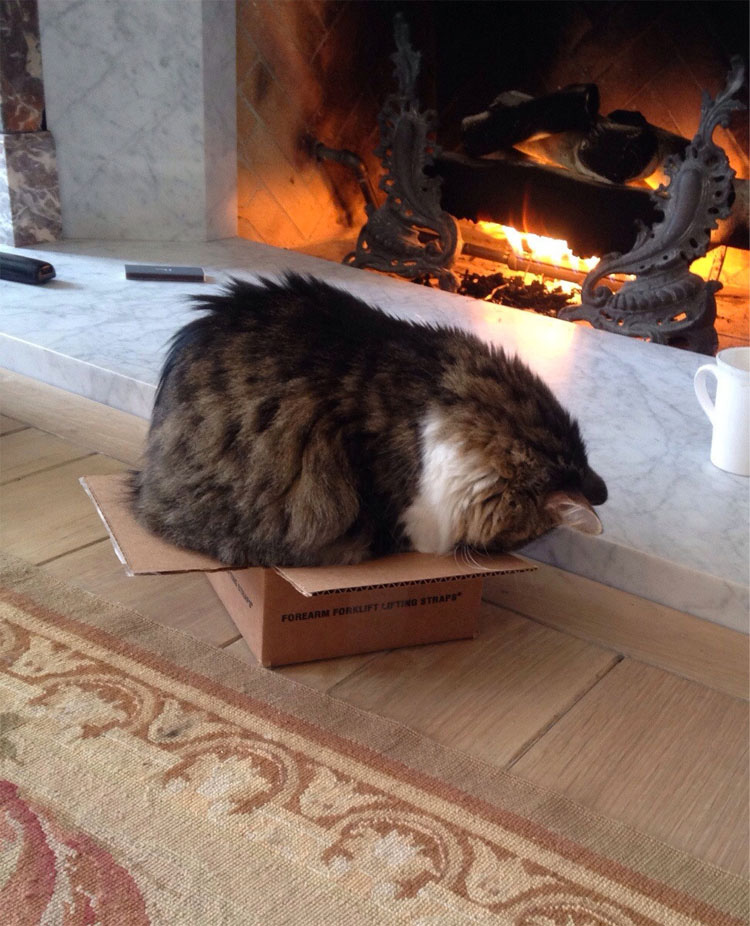 15 gatos que se niegan a aceptar que sus cajas son demasiado PEQUEÑAS