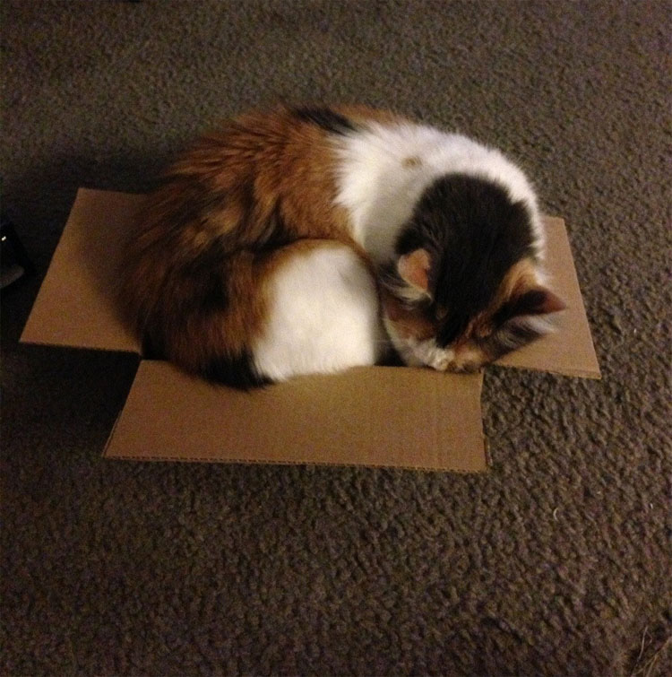 15 gatos que se niegan a aceptar que sus cajas son demasiado PEQUEÑAS
