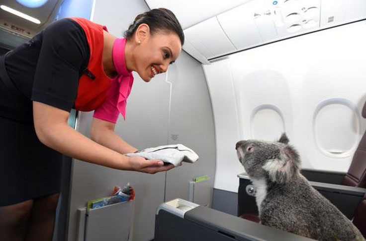 Este koala volando en primera clase es la cosa más TIERNA Y DULCE que verás hoy 5